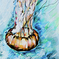 Jellyfish Swimming